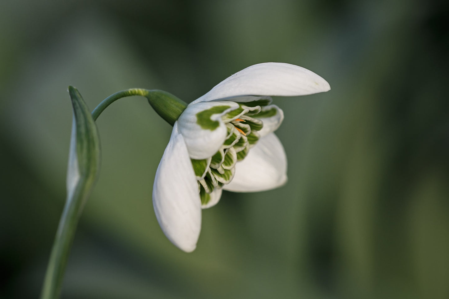 Galanthus 'Barbara's Double'