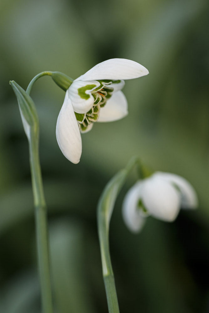 Galanthus 'Barbara's Double'