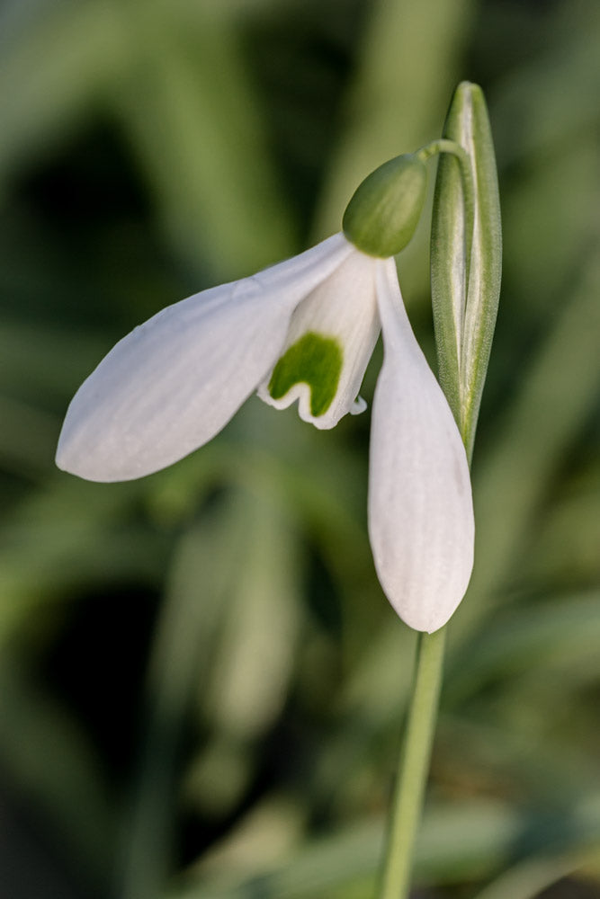 Galanthus 'Baytop'