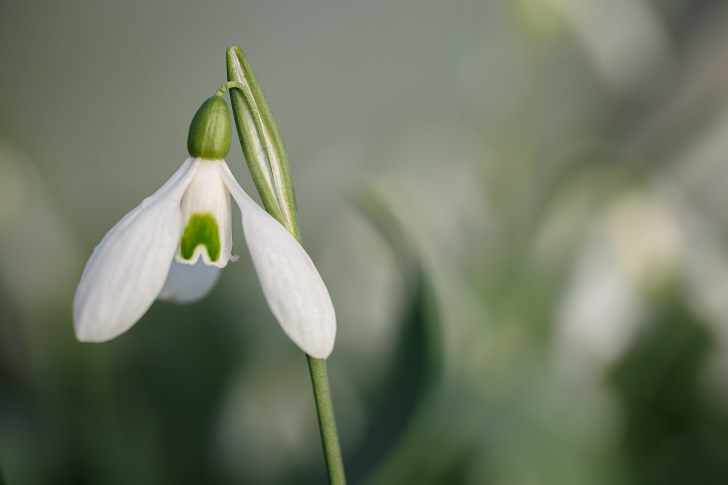 Galanthus 'Baytop'
