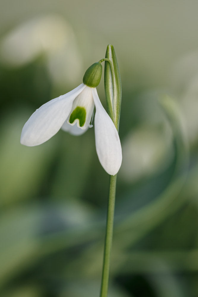 Galanthus 'Baytop'