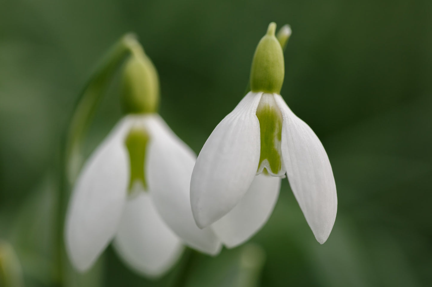 Galanthus 'Ben Warwick'