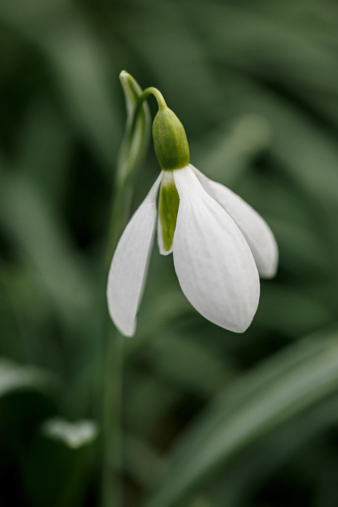 Galanthus 'Ben Warwick'