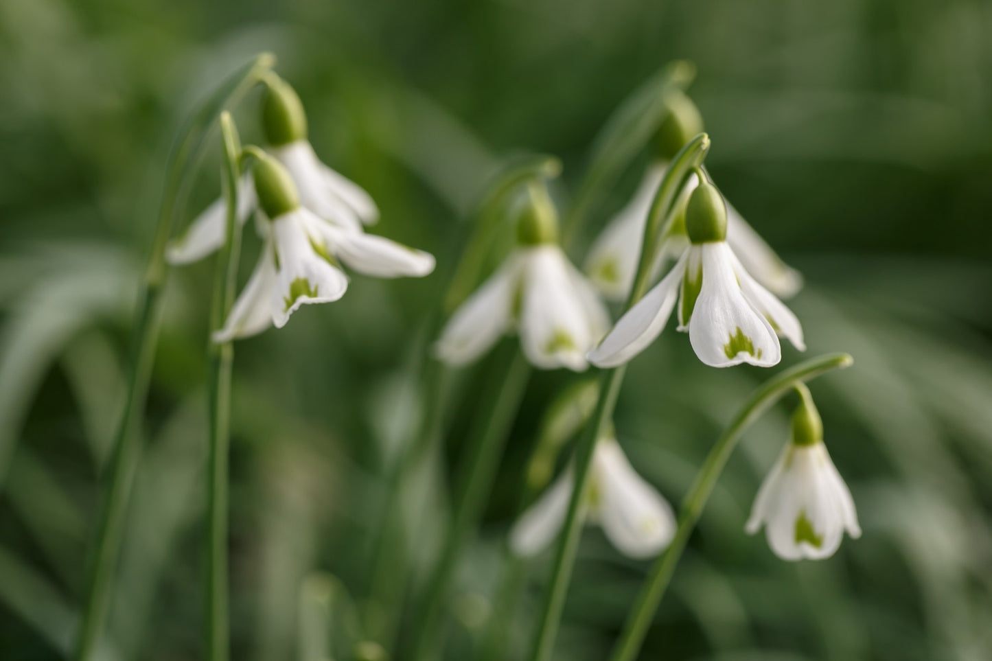 Galanthus 'Bertha'