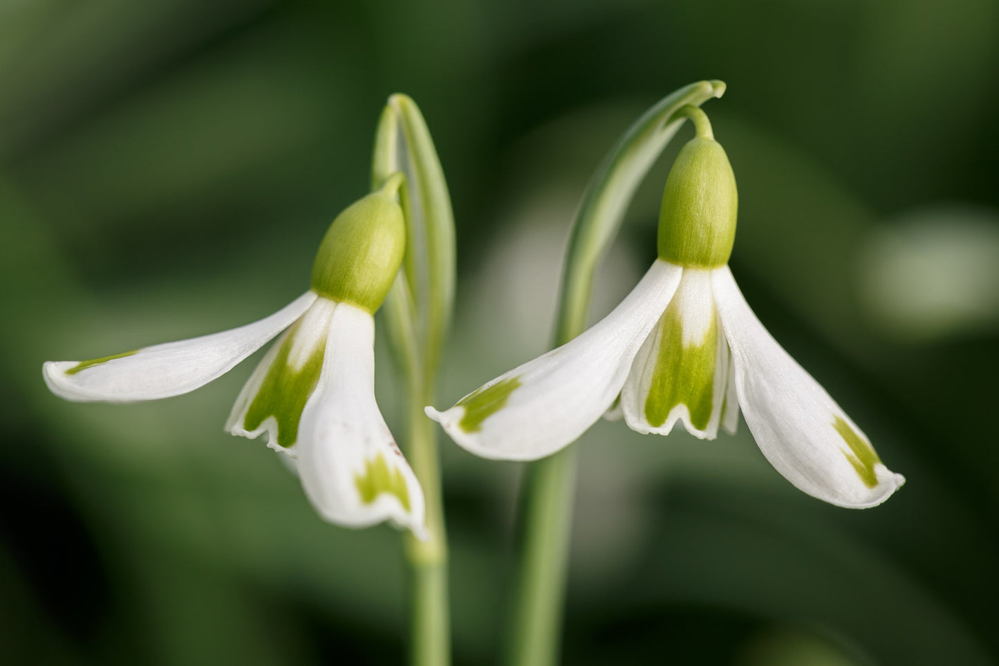 Galanthus 'Bertha'