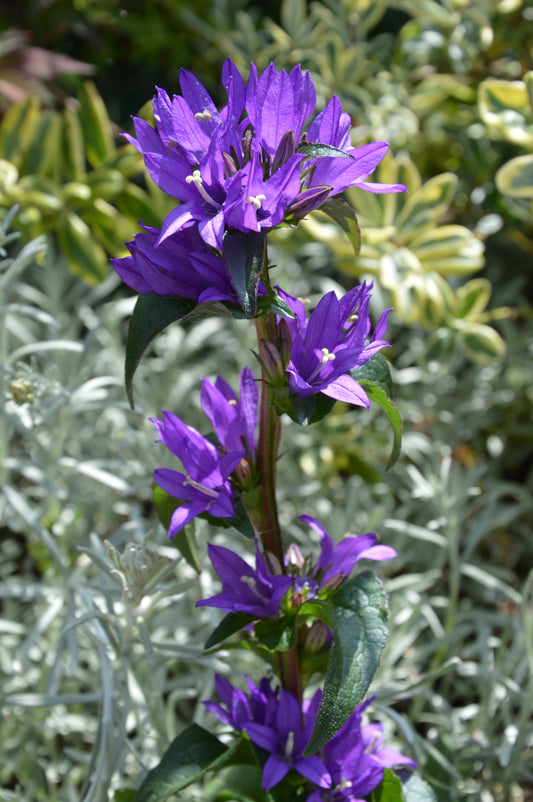 Campanula glomerata 'Superba' 1 x 10cm Potted Plant