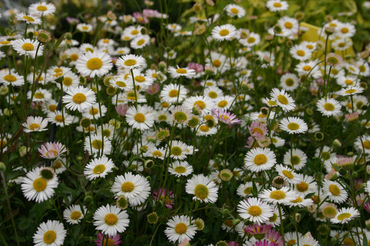 Erigeron karvinskianus 'Sea of Blossom' 1 x 10cm Potted Plant