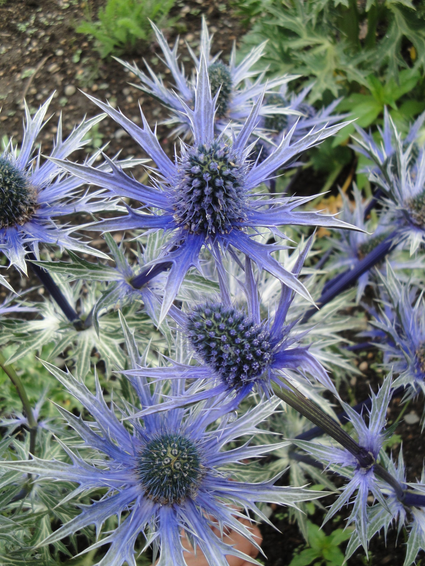 Eryngium 'Big Blue' 1 x 10cm Potted Plant