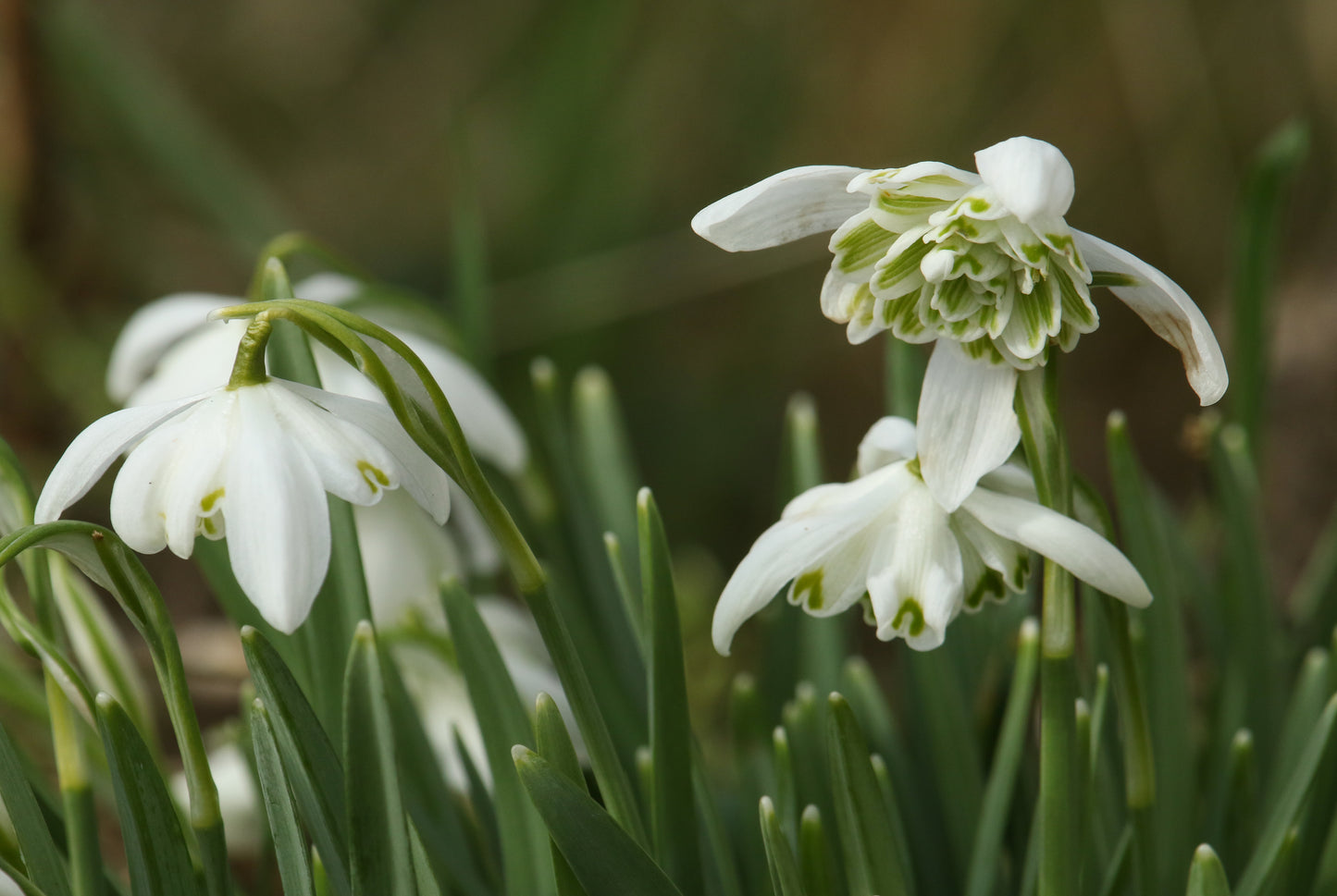Snowdrops (Double-flowered) x 15 bulbs