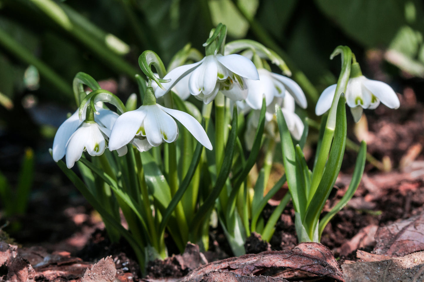 Snowdrops (Double-flowered) x 15 bulbs