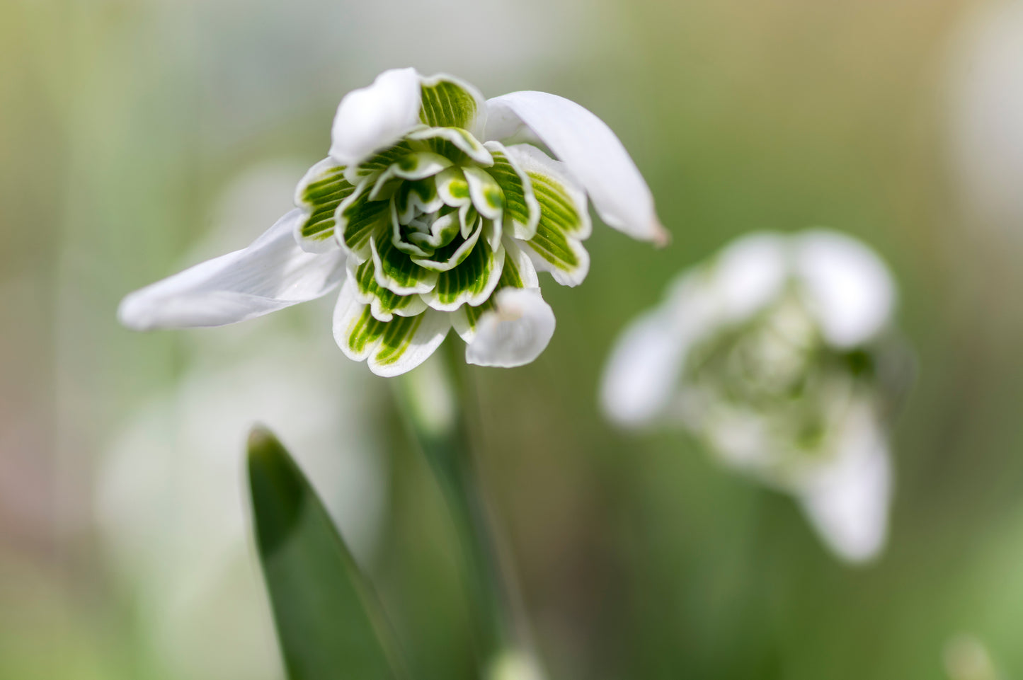 Snowdrops (Double-flowered) x 15 bulbs