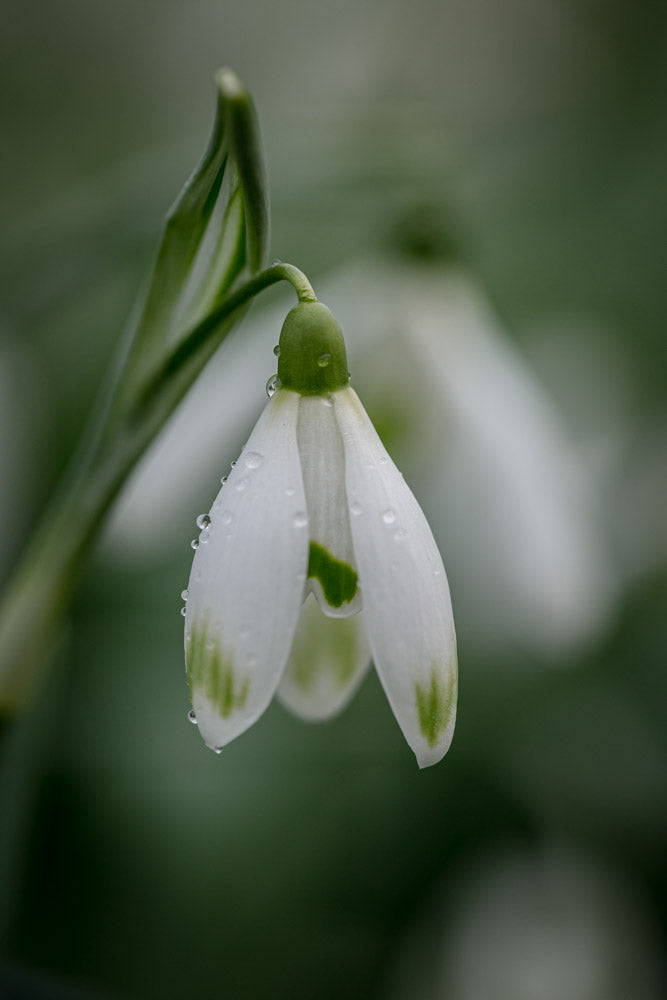 Galanthus 'Green Diamond'