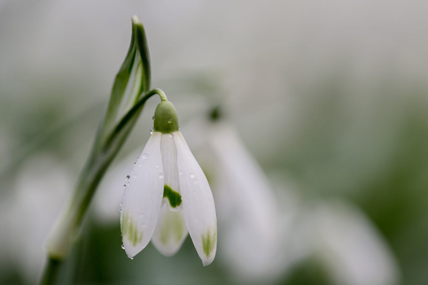 Galanthus 'Green Diamond'