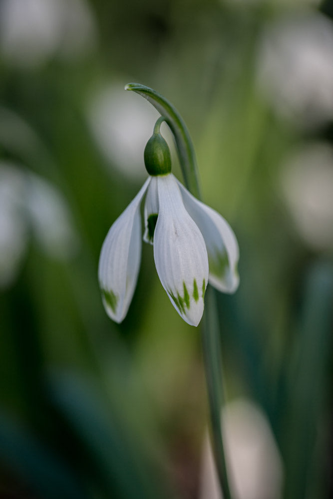 Galanthus 'Greenfinch'