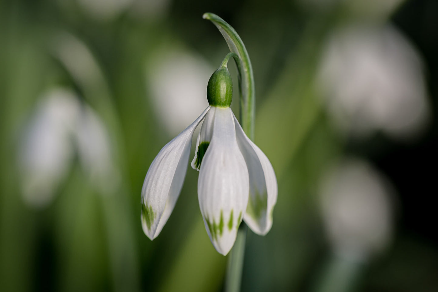 Galanthus 'Greenfinch'