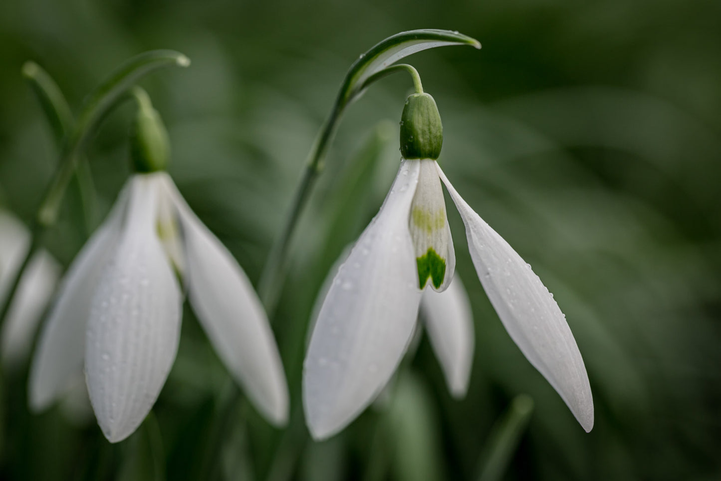 Galanthus 'Gunther Waldorf'