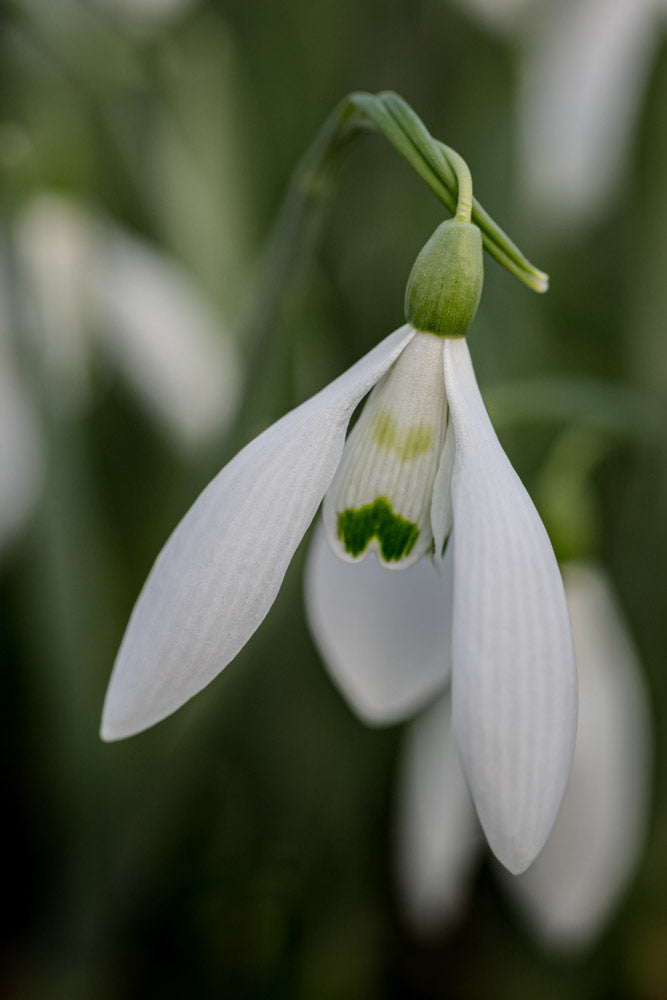 Galanthus 'Gunther Waldorf'