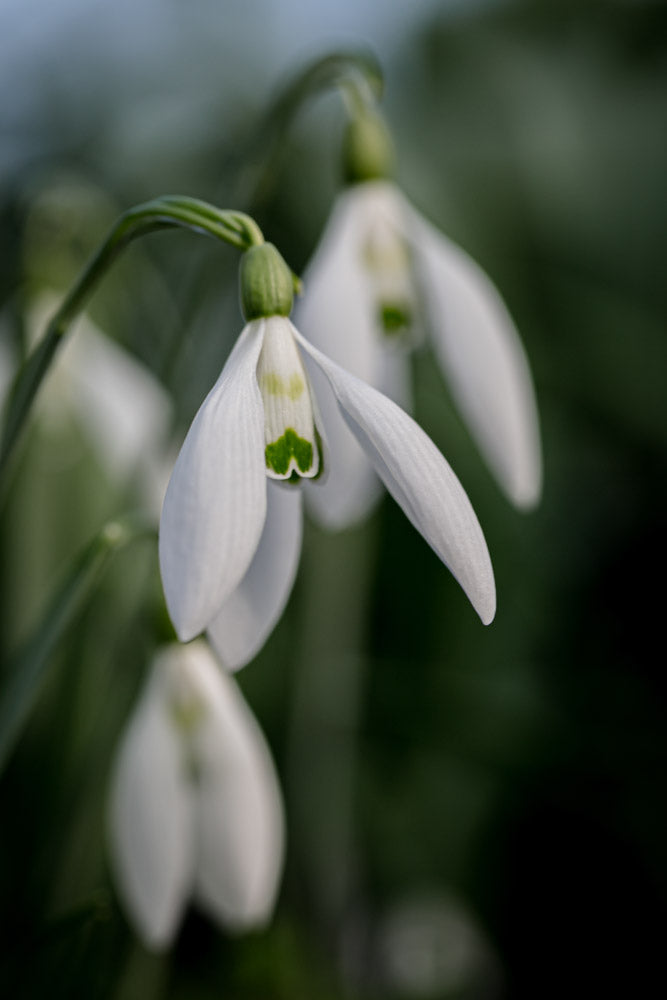 Galanthus 'Gunther Waldorf'