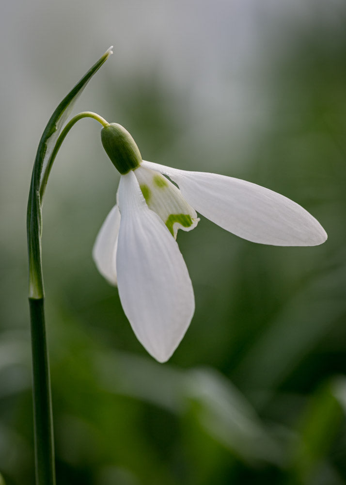 Galanthus 'Hans Guck in Die Luft'
