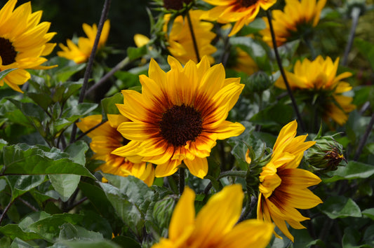 Helianthus Sunbelievable™ 'Brown Eyed Girl' 1 x 10cm Potted Plant