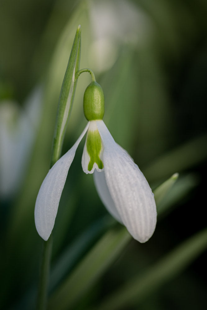 Galanthus 'Henham No. 1'