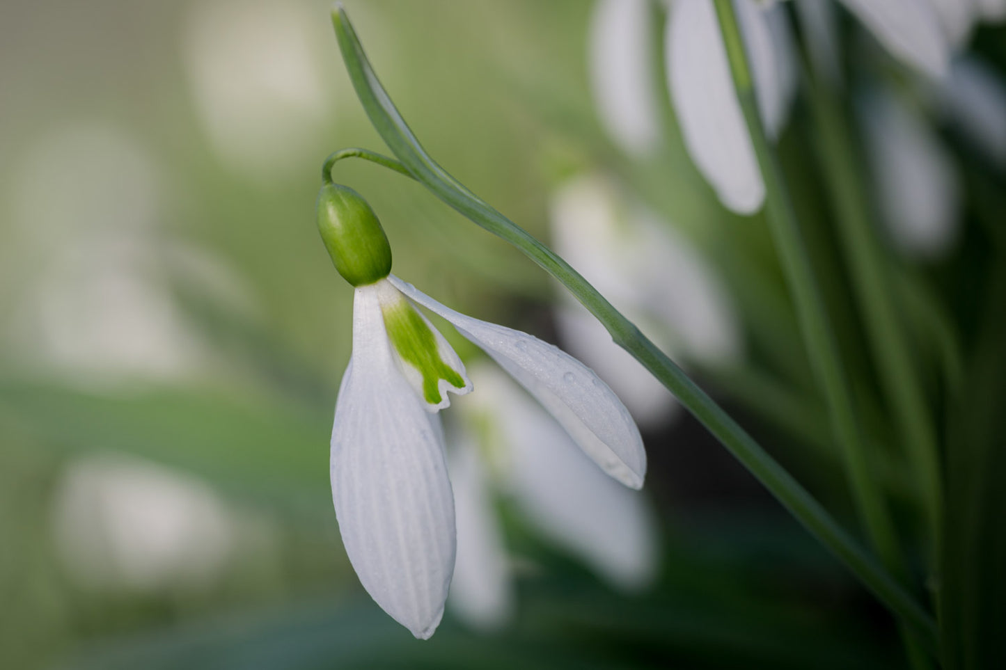 Galanthus 'Henham No. 1'