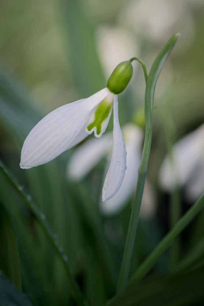 Galanthus 'Henham No. 1'