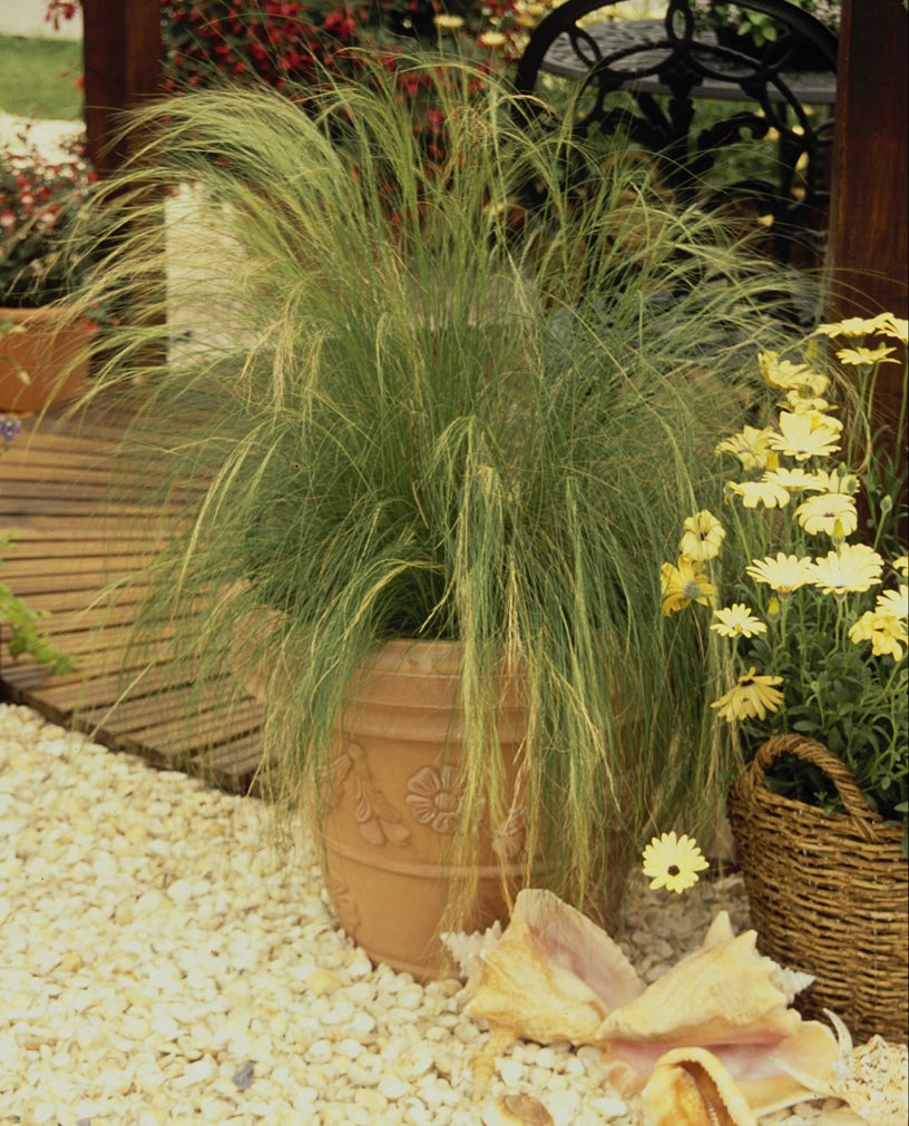 Stipa tenuissima 1 x 10cm Potted Plant