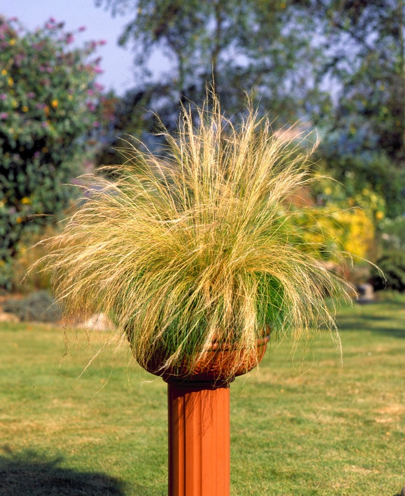 Stipa tenuissima 1 x 10cm Potted Plant