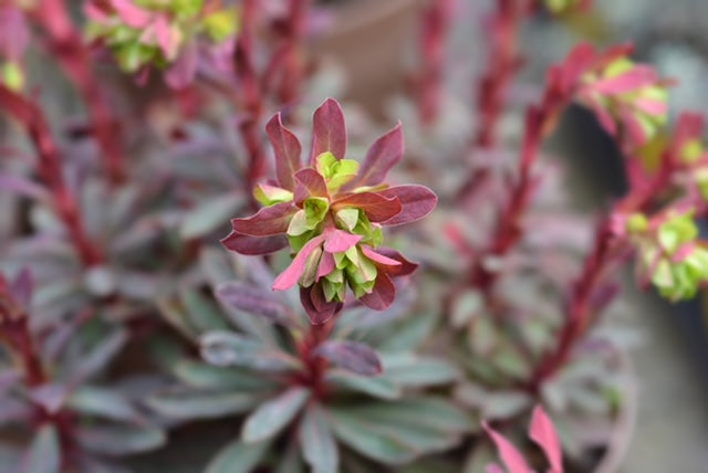 Euphorbia 'Miners Merlot' 1 x 10cm Potted Plant