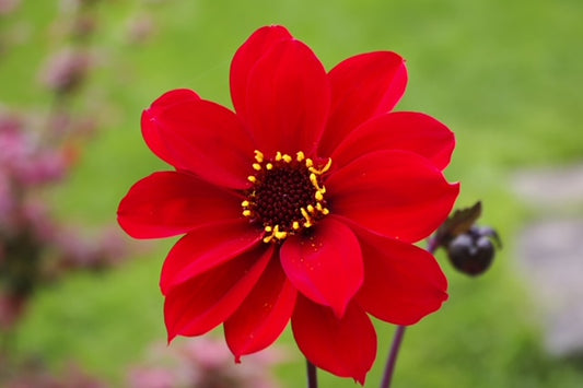 Dahlia 'Bishop of Llandaff' 1 x 10cm Potted Plant