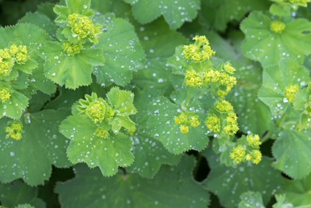 Alchemilla sericata 'Gold Strike' 1 x 10cm Potted Plant