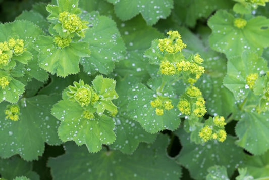 Alchemilla sericata 'Gold Strike' 1 x 10cm Potted Plant