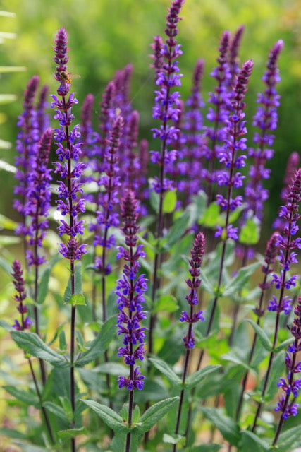 Salvia nemorosa 'Caradonna' 1 x 10cm Potted Plant