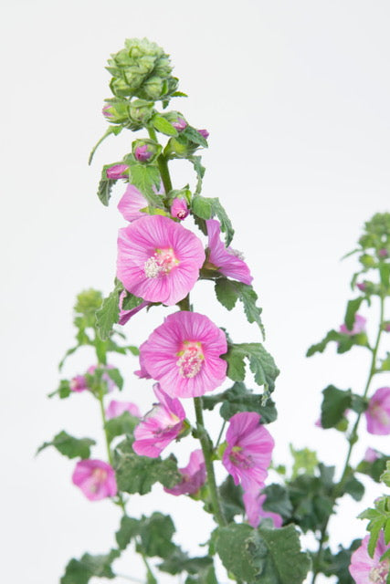 Lavatera 'Burgundy Wine' 1 x 10cm Potted Plant