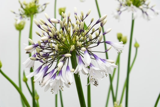 Agapanthus 'Fireworks' 1 x 10cm Potted Plant