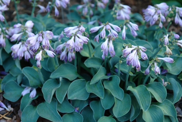 Hosta 'Blue Mouse Ears' 1 x 10cm Potted Plant