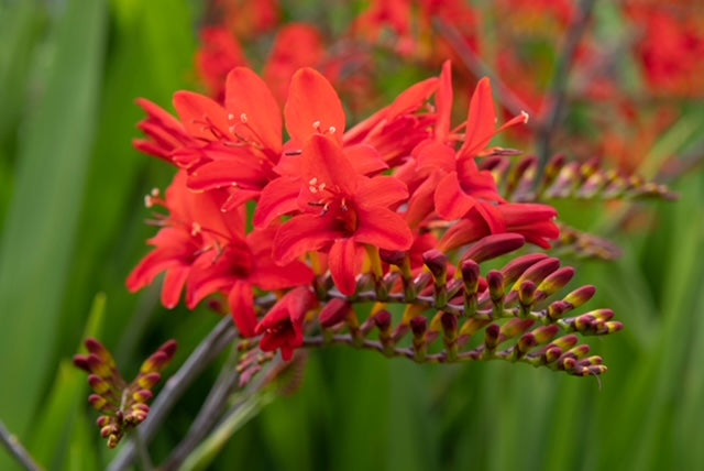 Crocosmia 'Lucifer' 1 x 10cm Potted Plant