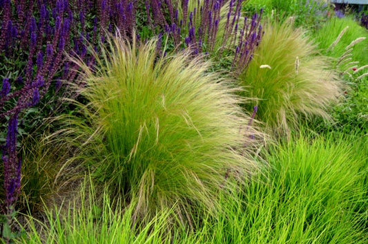Stipa tenuissima 1 x 10cm Potted Plant