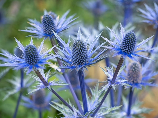 Eryngium 'Big Blue' 1 x 10cm Potted Plant