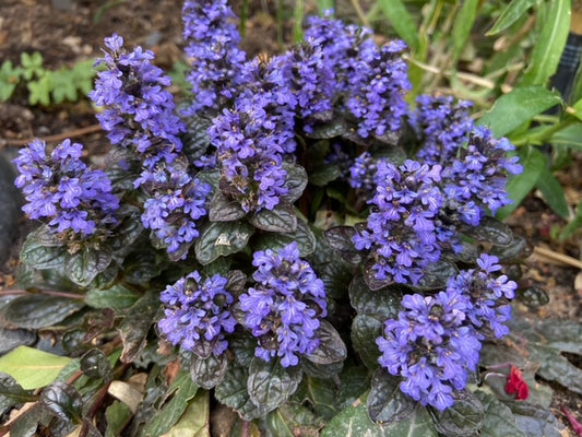 Ajuga reptans 'Catlin's Giant' 1 x 10cm Potted Plant