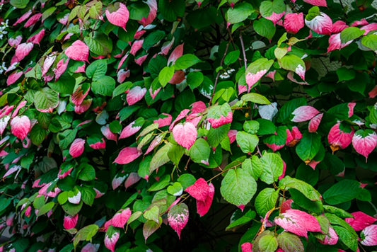 Actinidia kolomikta 1 x 10cm Potted Plant