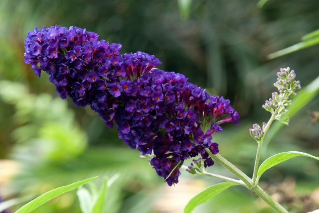 Buddleja davidii 'Black Knight' 1 x 10cm Potted Plant