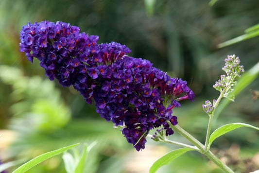Buddleja davidii 'Black Knight' 1 x 10cm Potted Plant