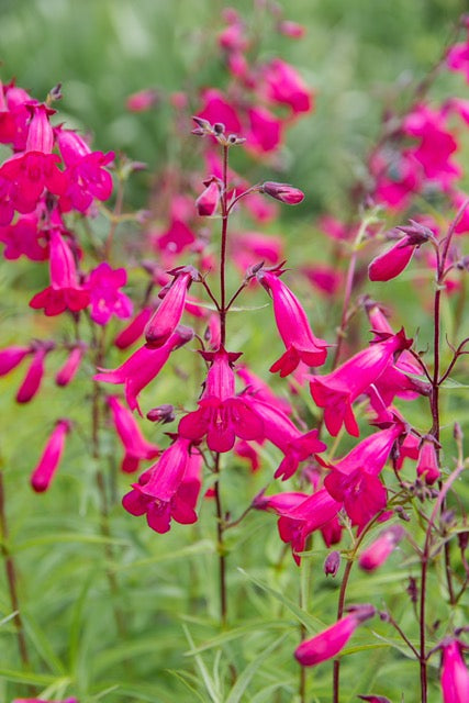 Penstemon 'Andenken an Friedrich Hahn' (syn. P. Garnet) 1 x 10cm Potted Plant