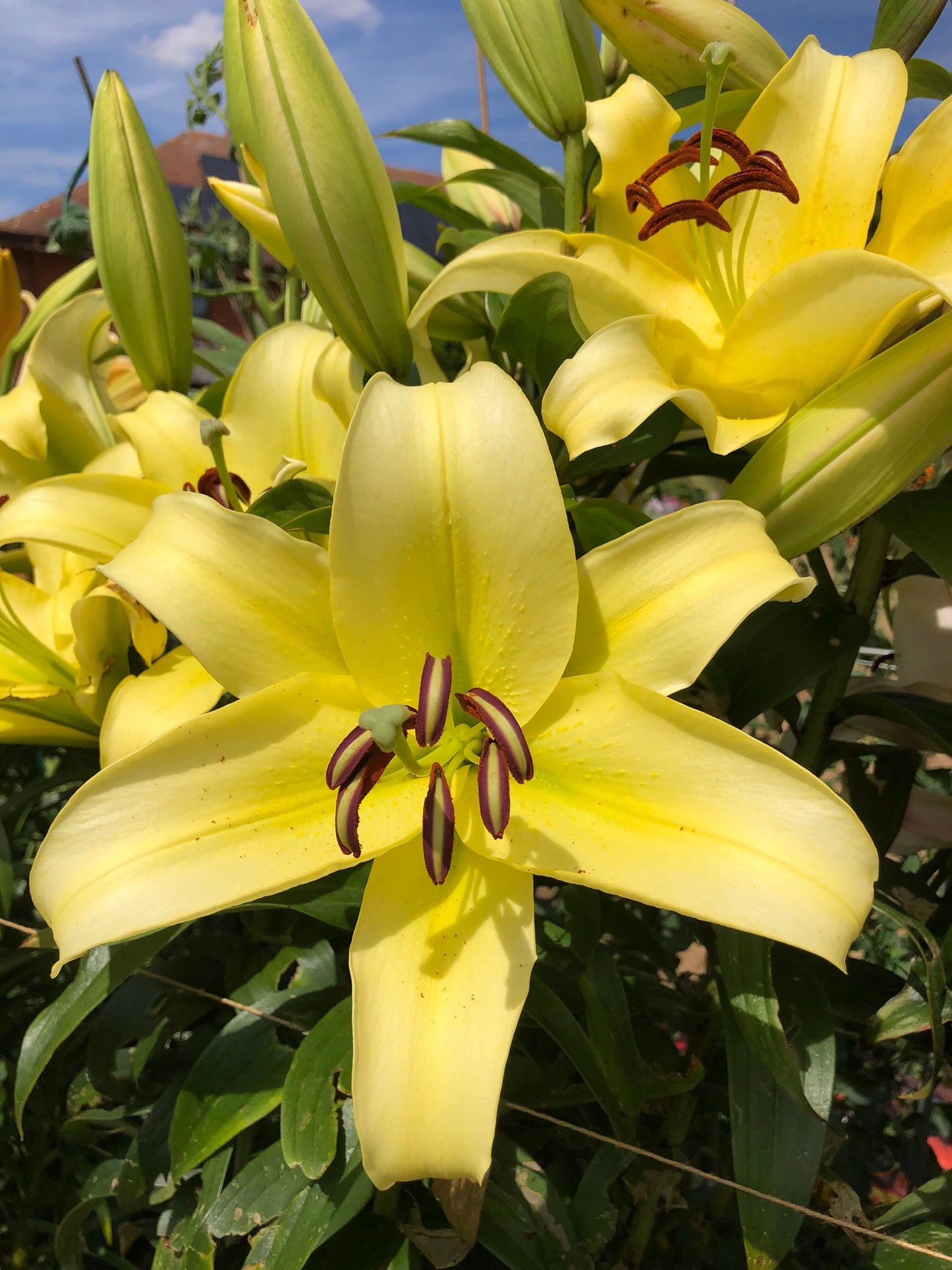 Lily Sky High™ Lime Yellow