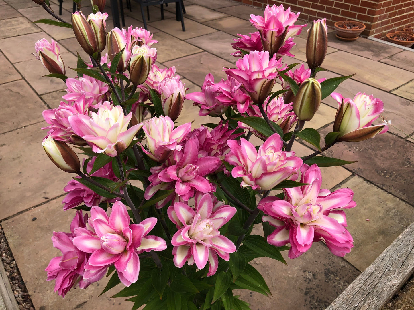 Lily 'Accolade' - Pollen-Free
