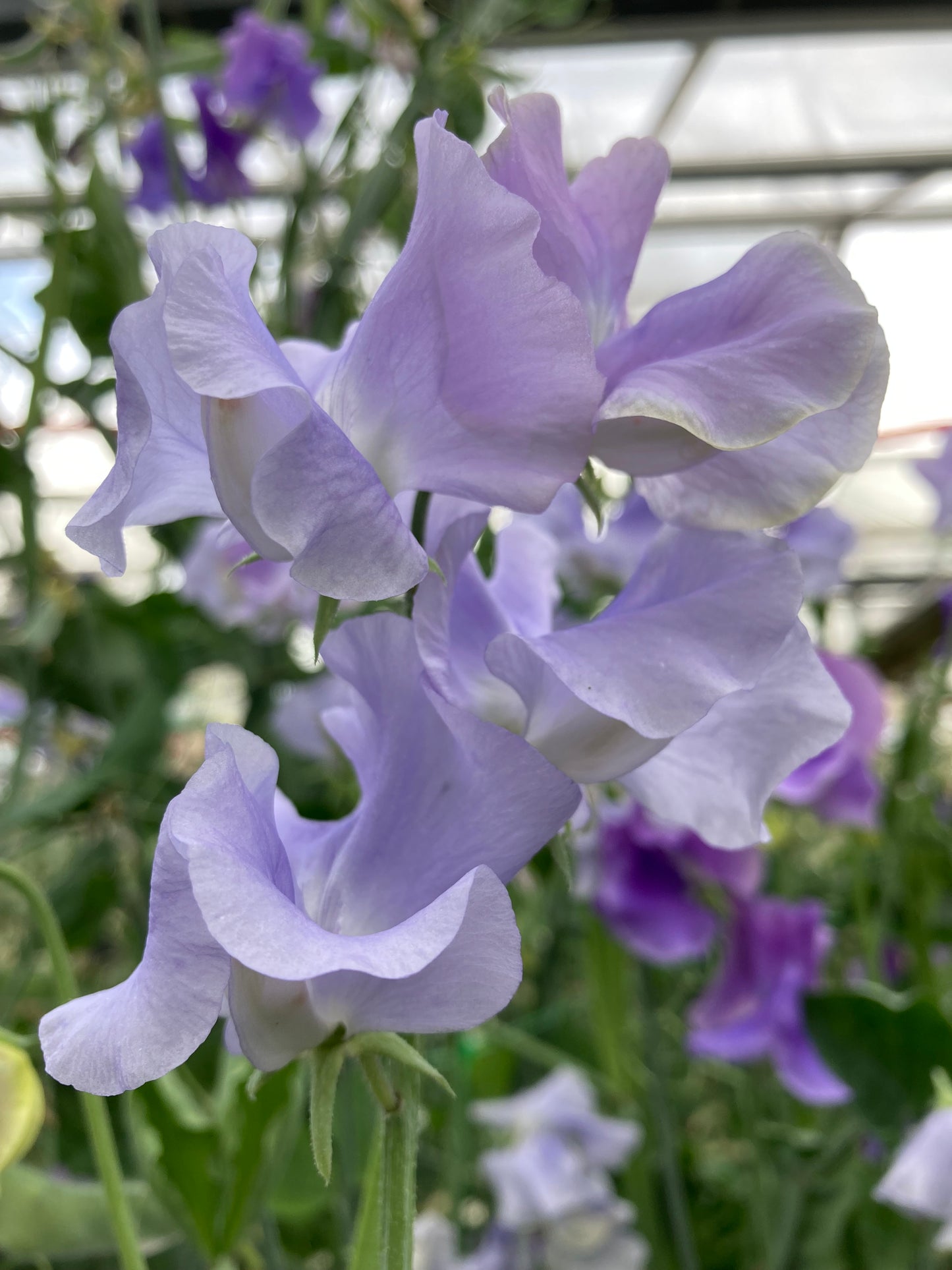 Sweet Pea 'Peter Seabrook' 1 x Packet