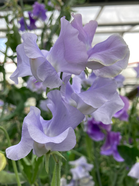 Sweet Pea 'Peter Seabrook' 1 x Packet