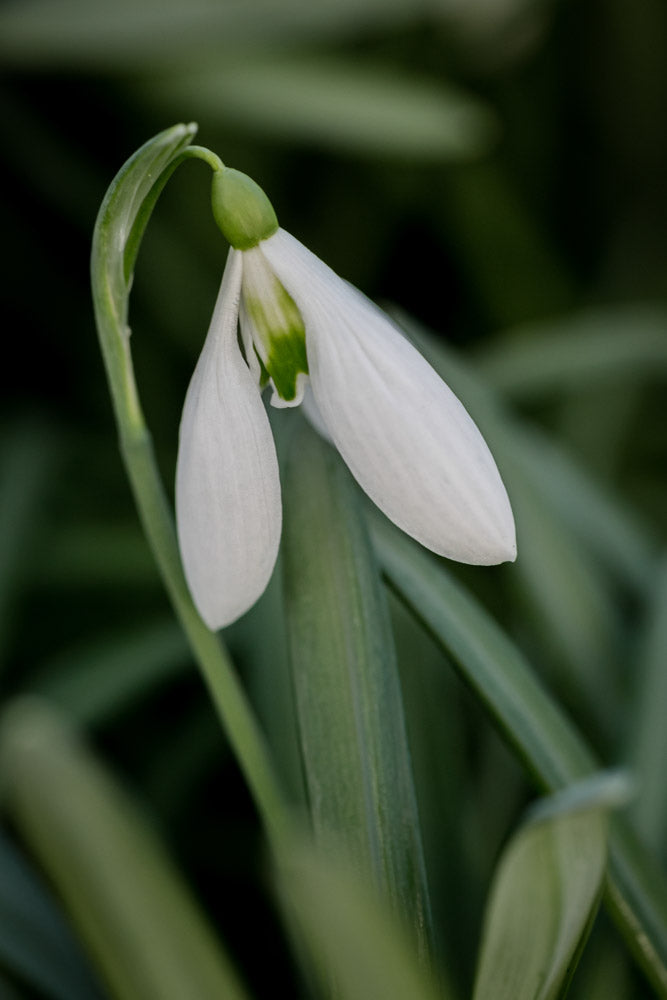 Galanthus 'Imbolc'